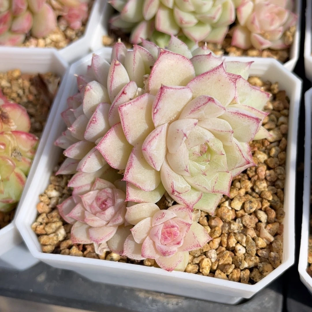 优选玫瑰花女王多肉2033