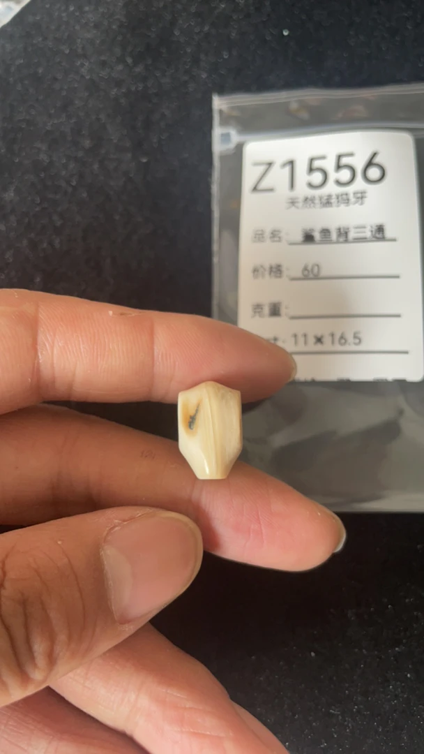 Z1556天然猛犸牙鲨鱼背配饰三通
