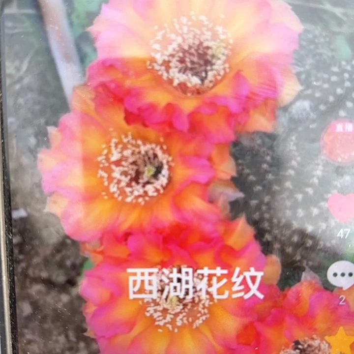 花纹彩瑕痴20包邮仙人球27