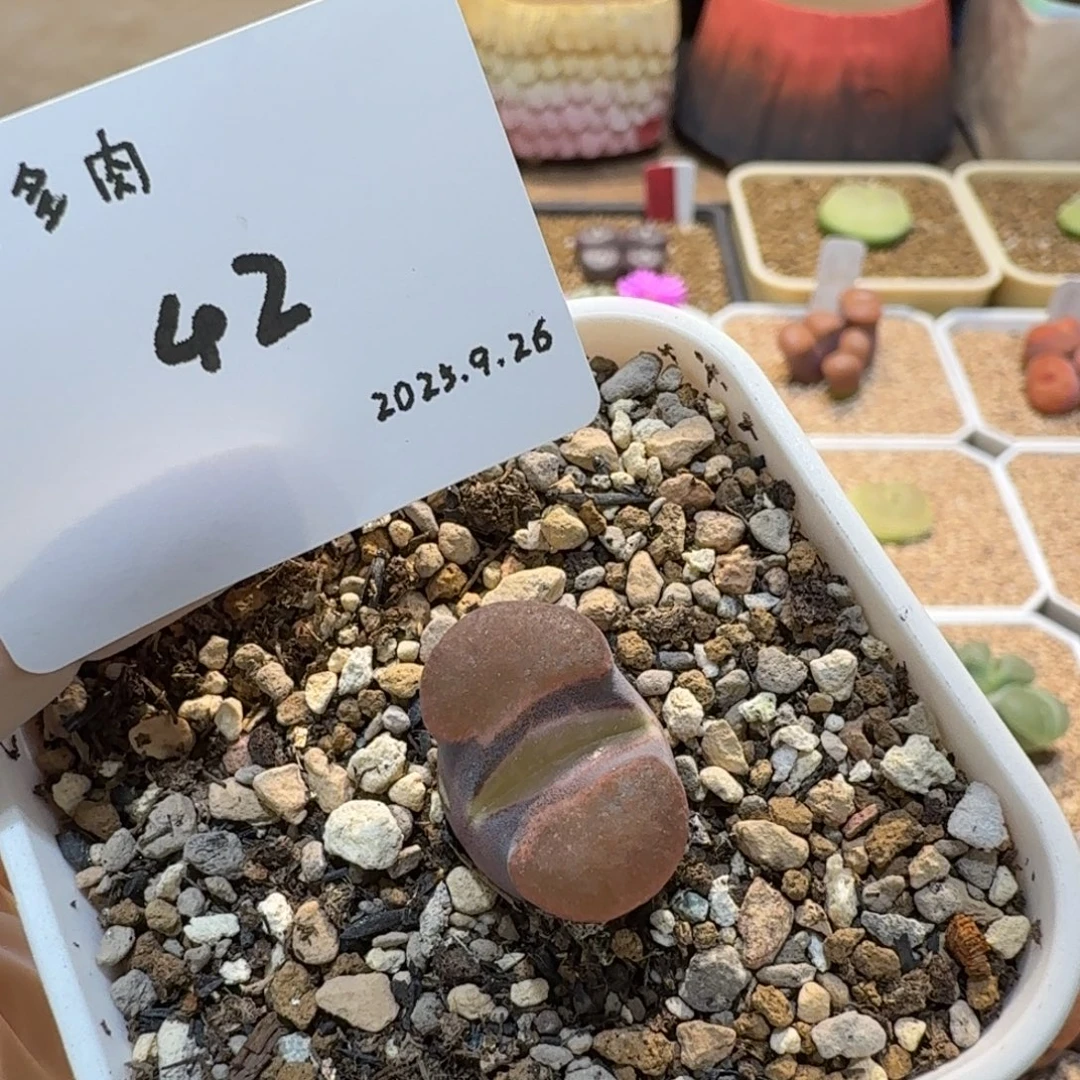 P***.多肉多肉多肉9.26-042克里普兰