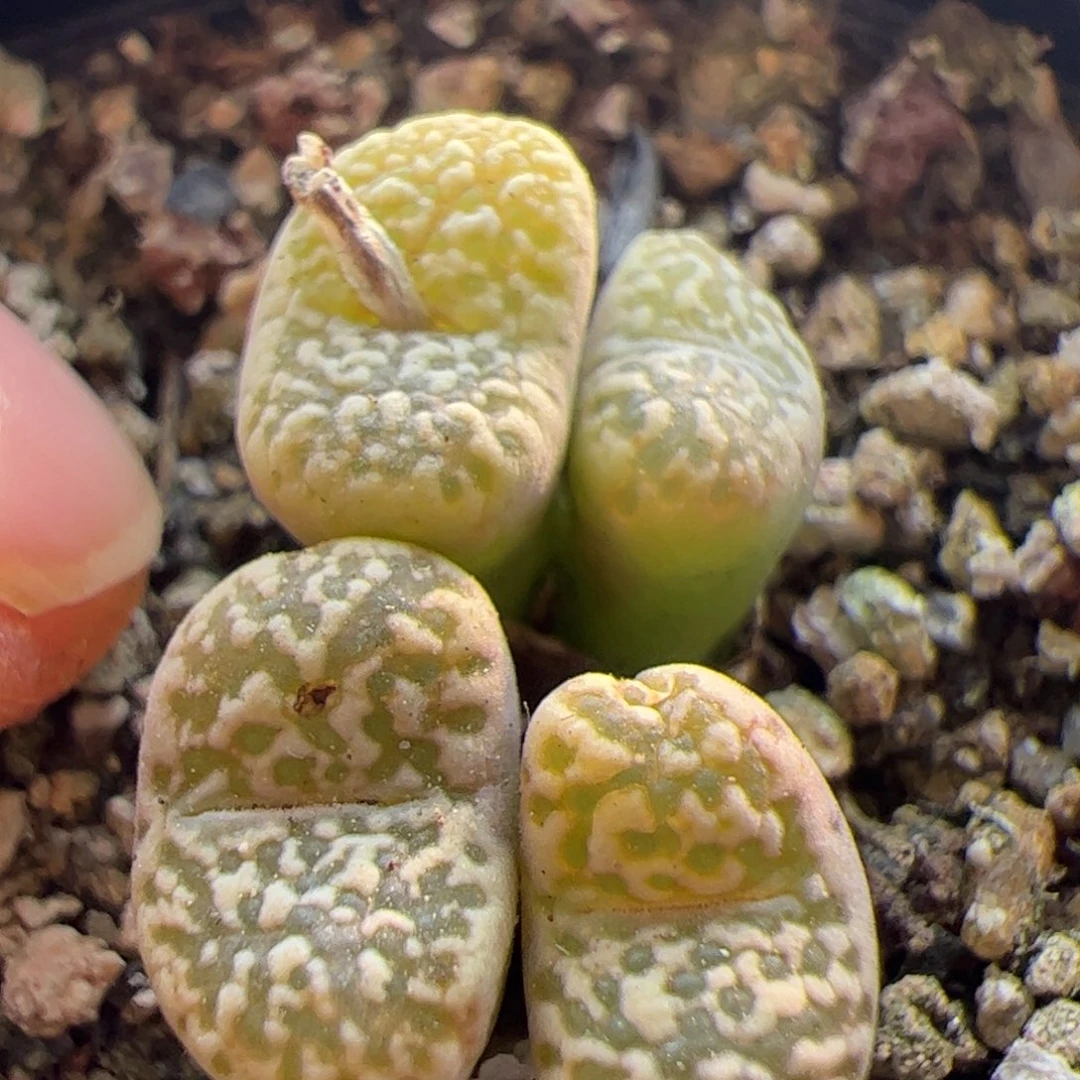 大家初三快乐23148