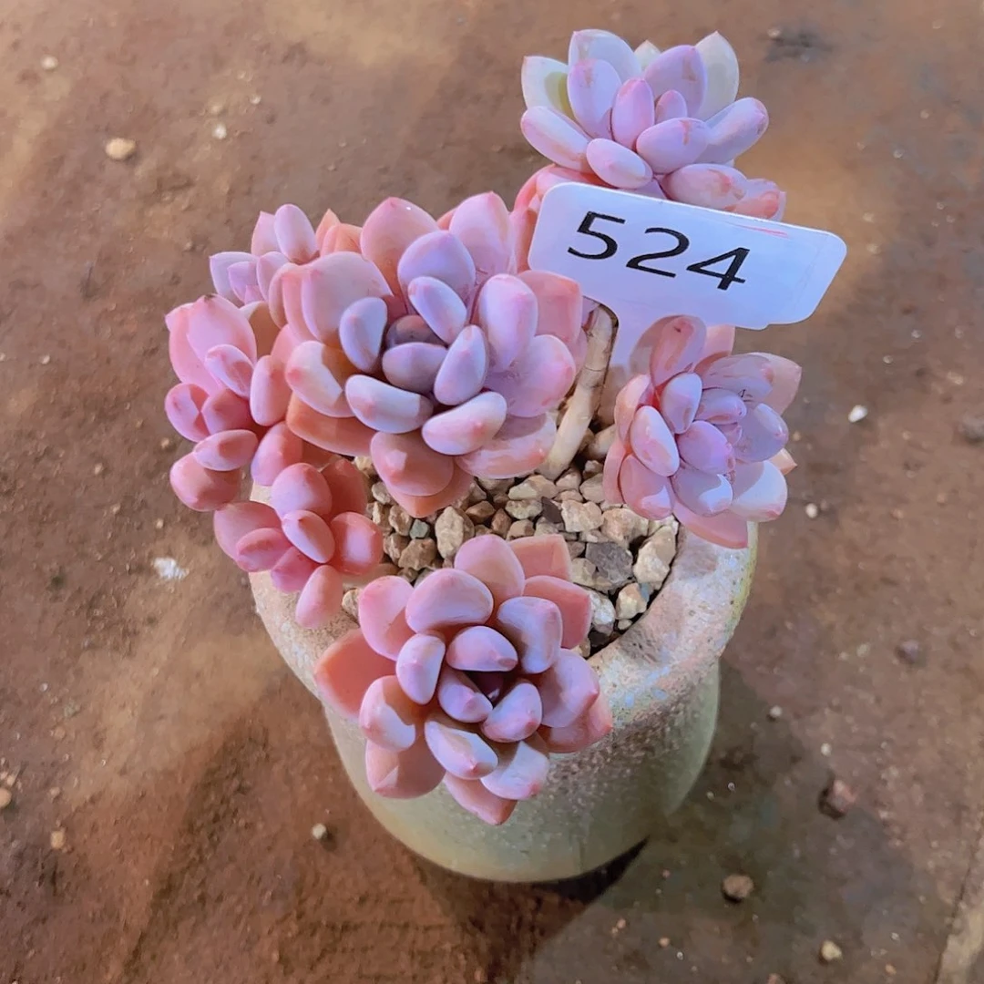 镇****店524美人38元元元