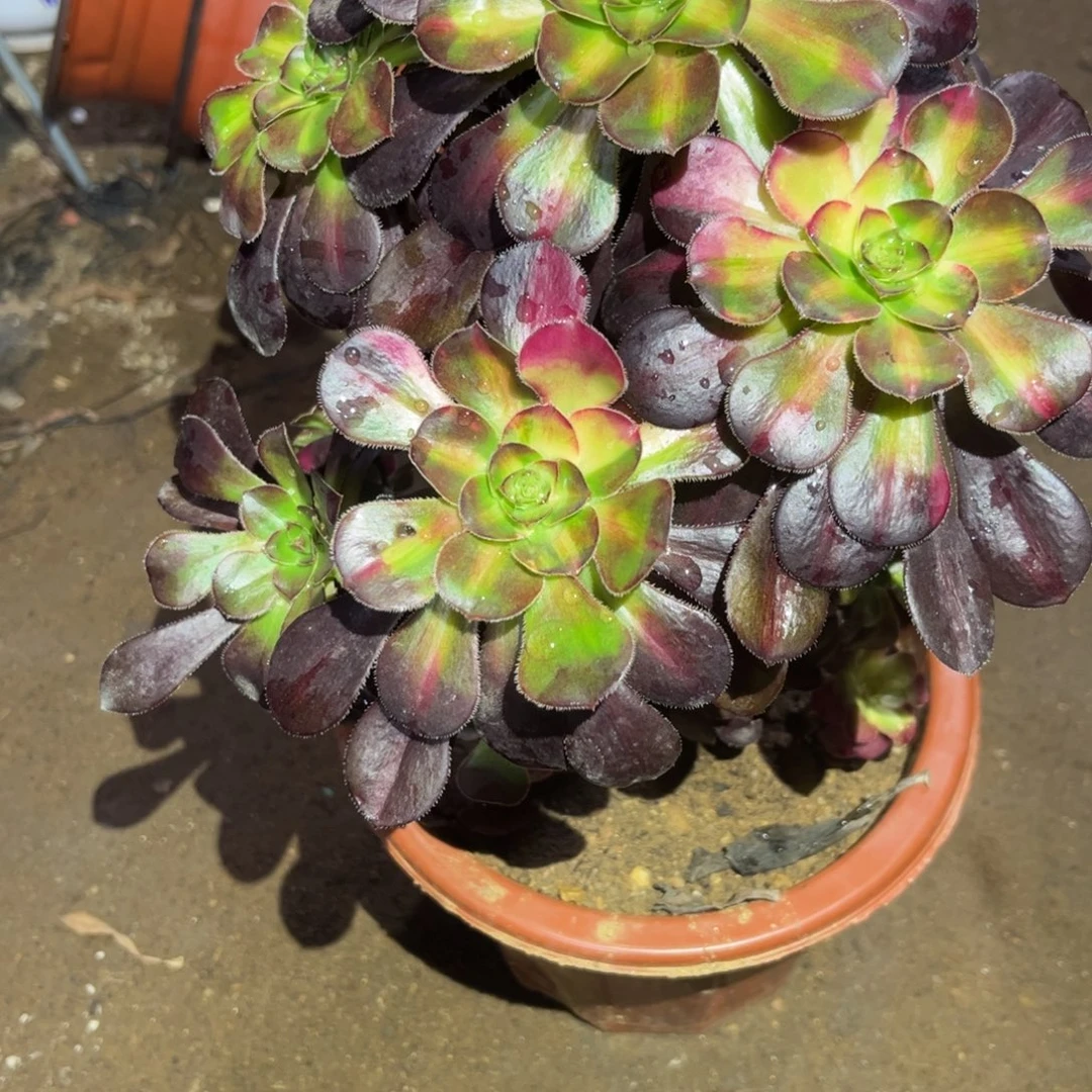 暖***海花蝴蝶多肉法师453号