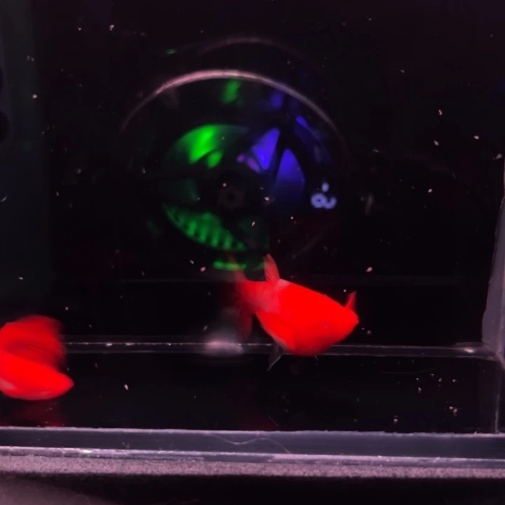孔雀鱼延背红双粉水1对