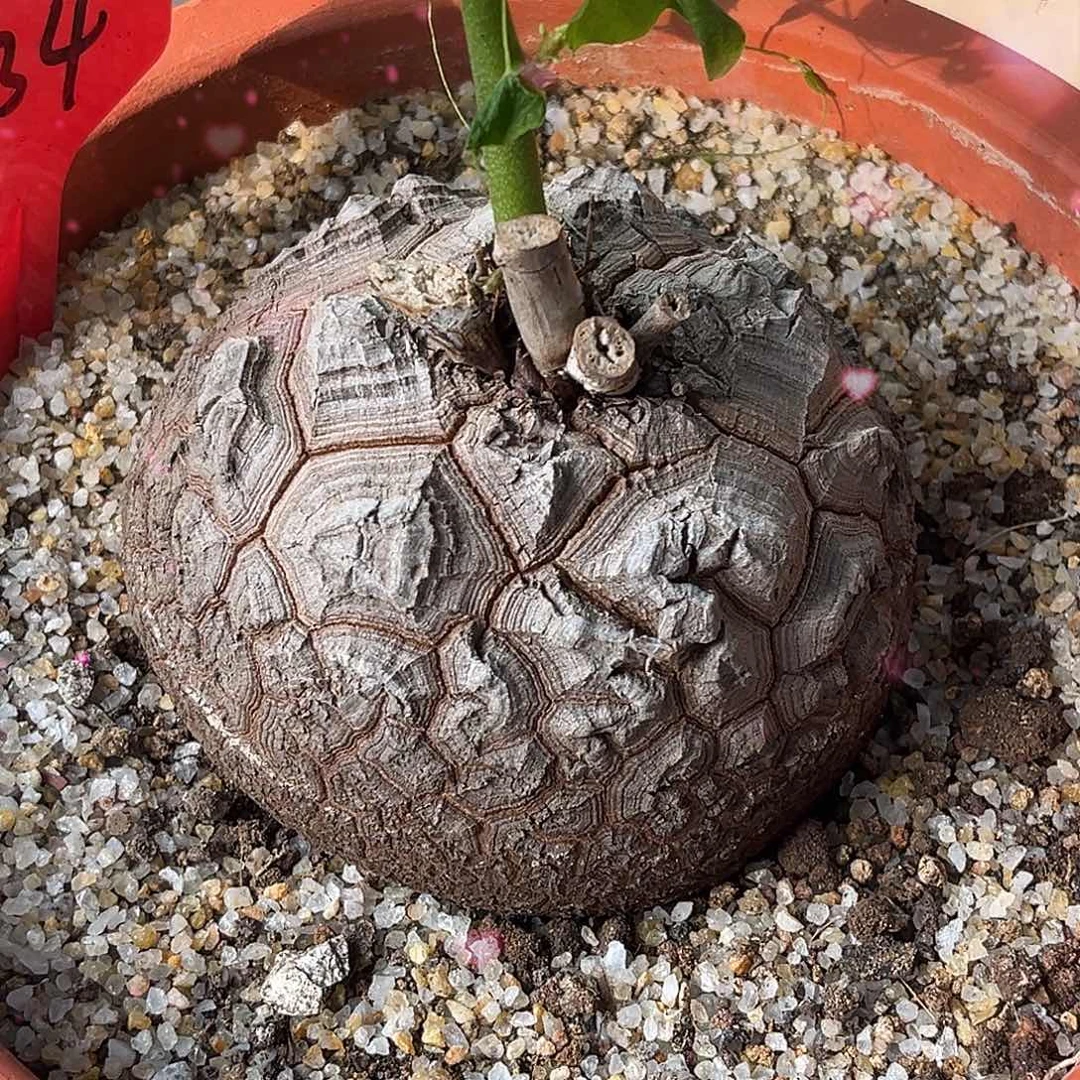 优选白皮足球龟，10.3公分，T34