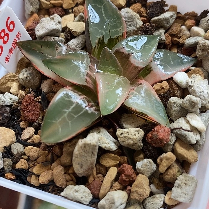 386火凤凰克锦一物一拍