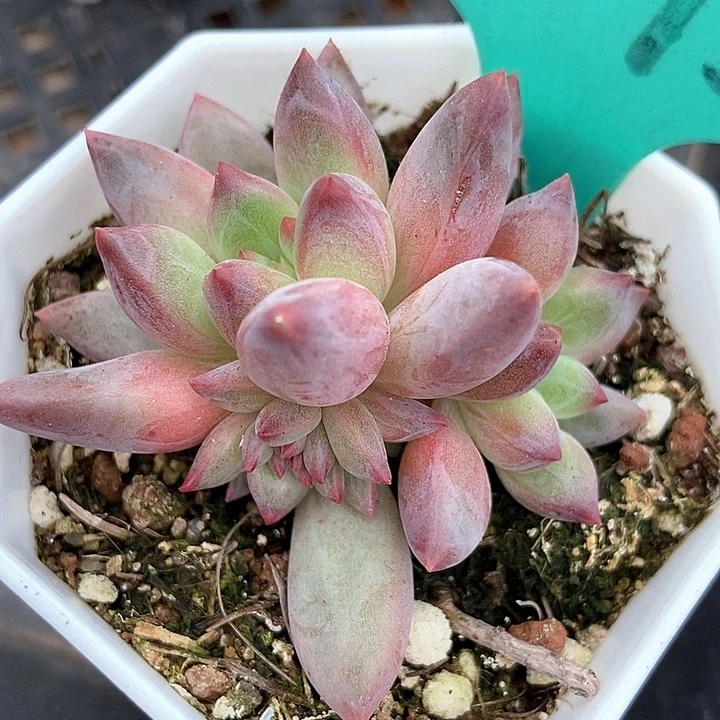 多肉植物虞美人1593多肉