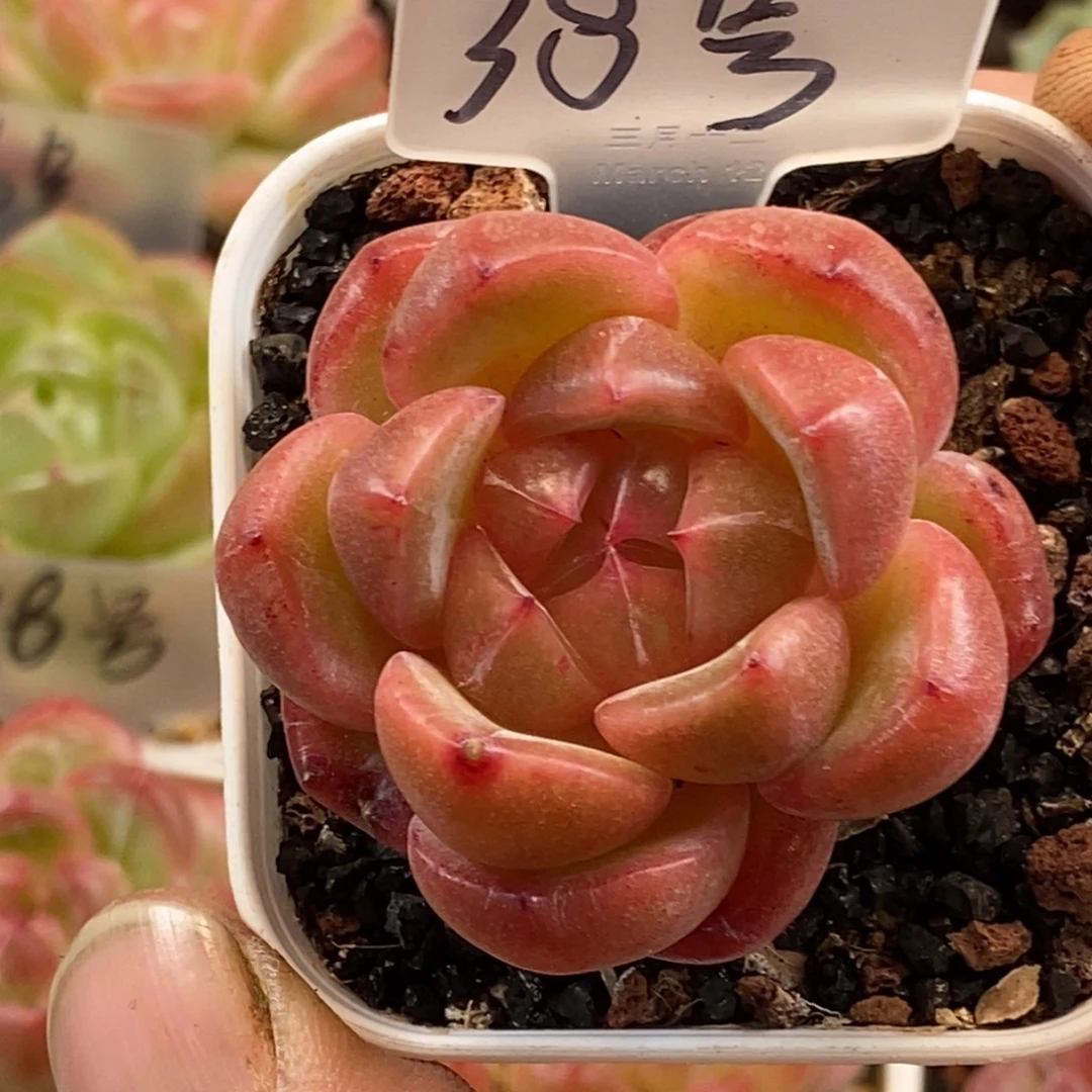 天官赐福百无禁忌