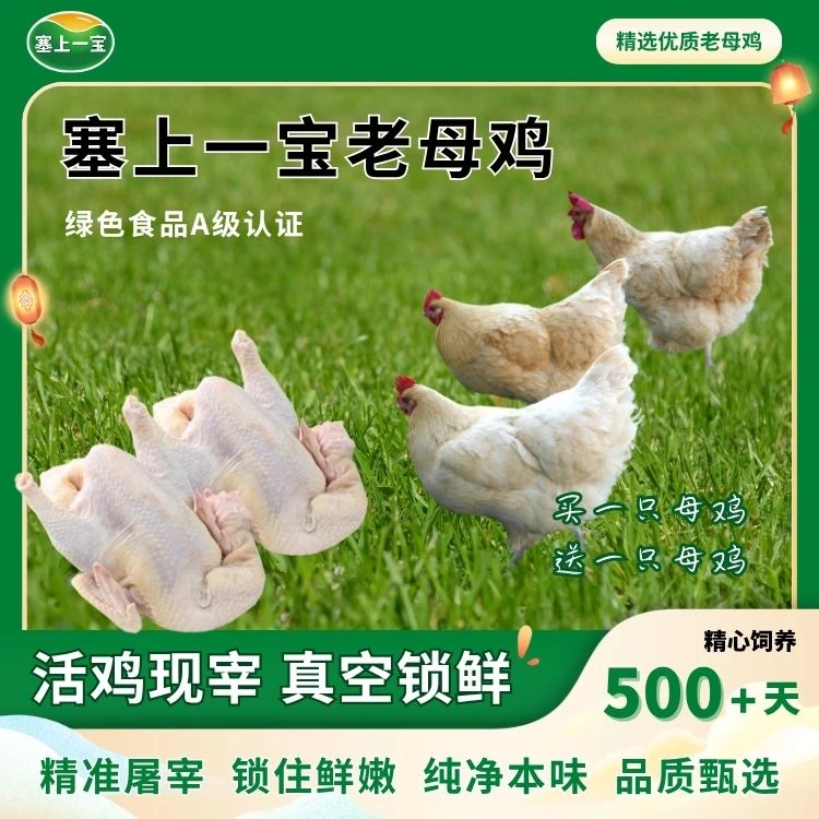 【顺丰/京东包邮】宁夏黄河滩绿色粮食喂养老母鸡买一只赠送一只