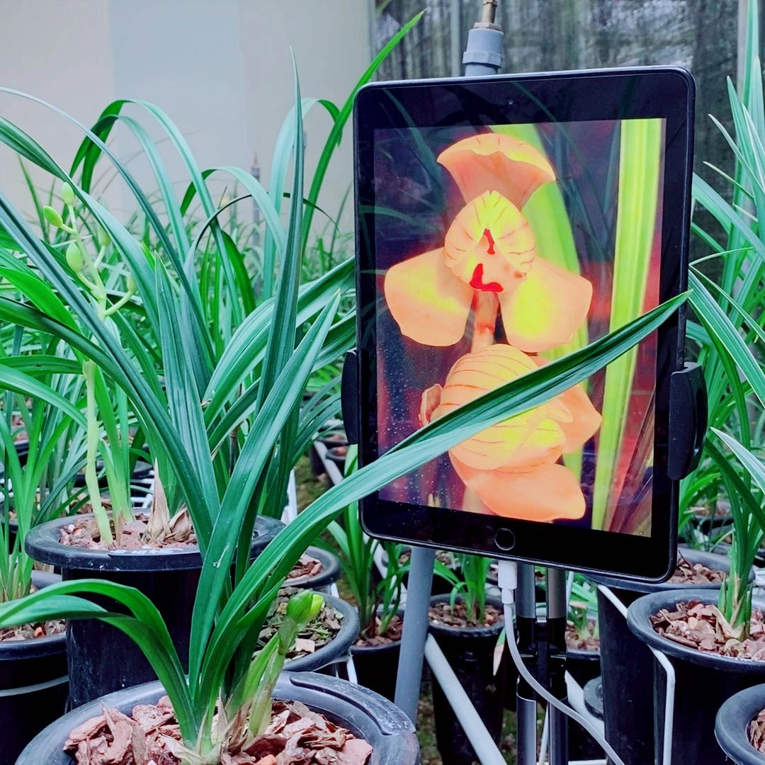 完全开放兰花国兰