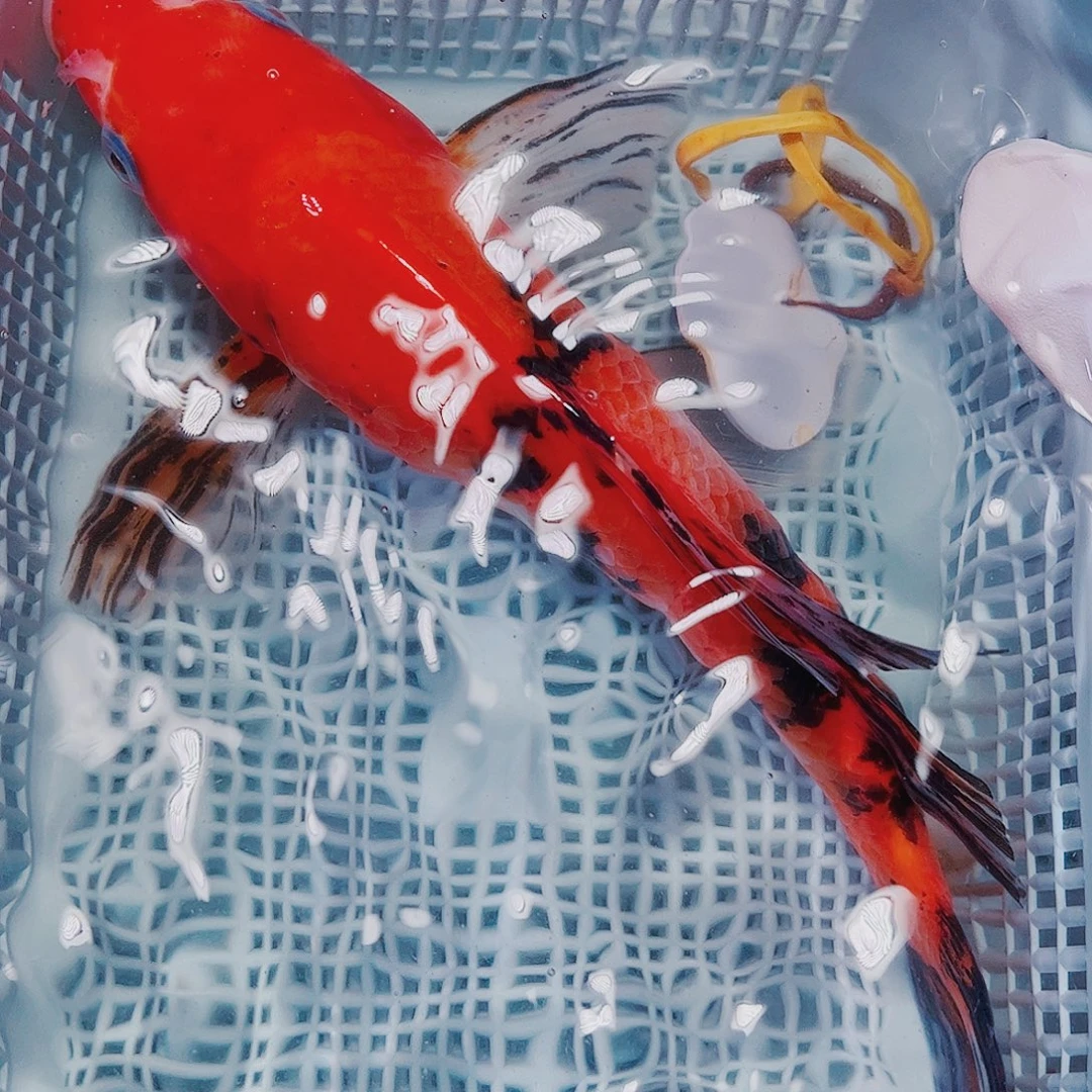 海水鱼锦鲤观赏鱼100