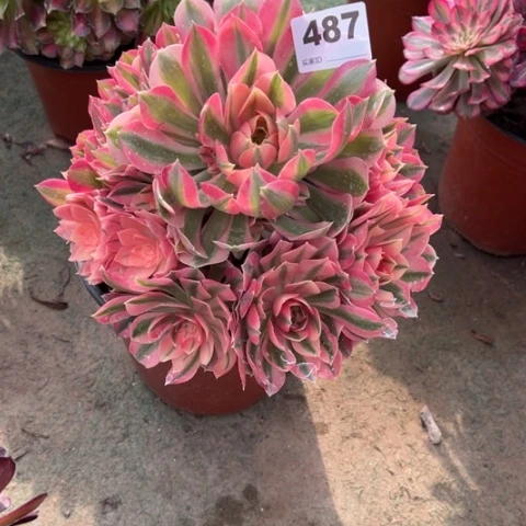 菠*蜜487粉女巫手捧多肉，