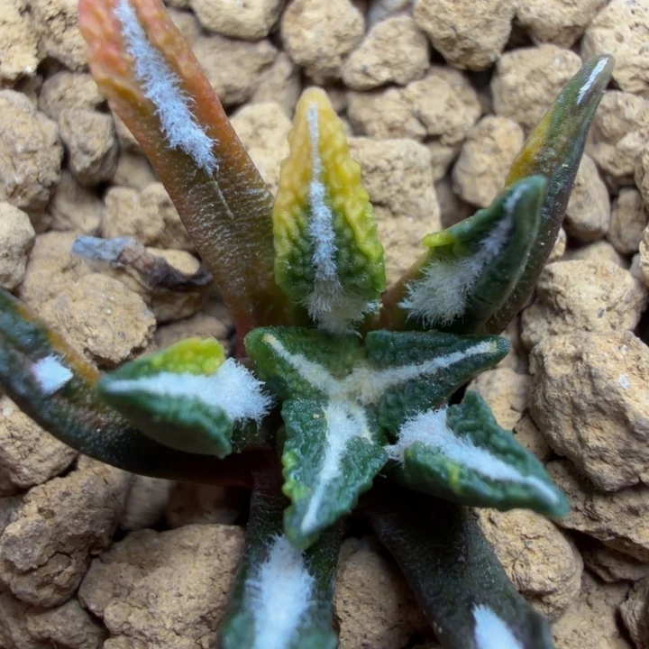 巴索的大型宽叶颗粒黑锦