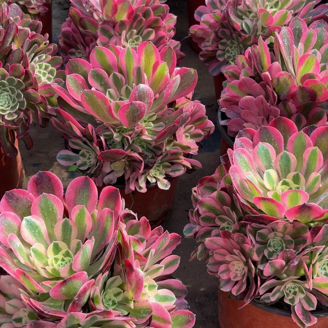 香妃9.9多肉植物