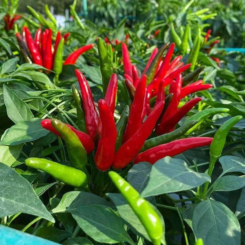 【全店满8包包邮】朝天椒种子