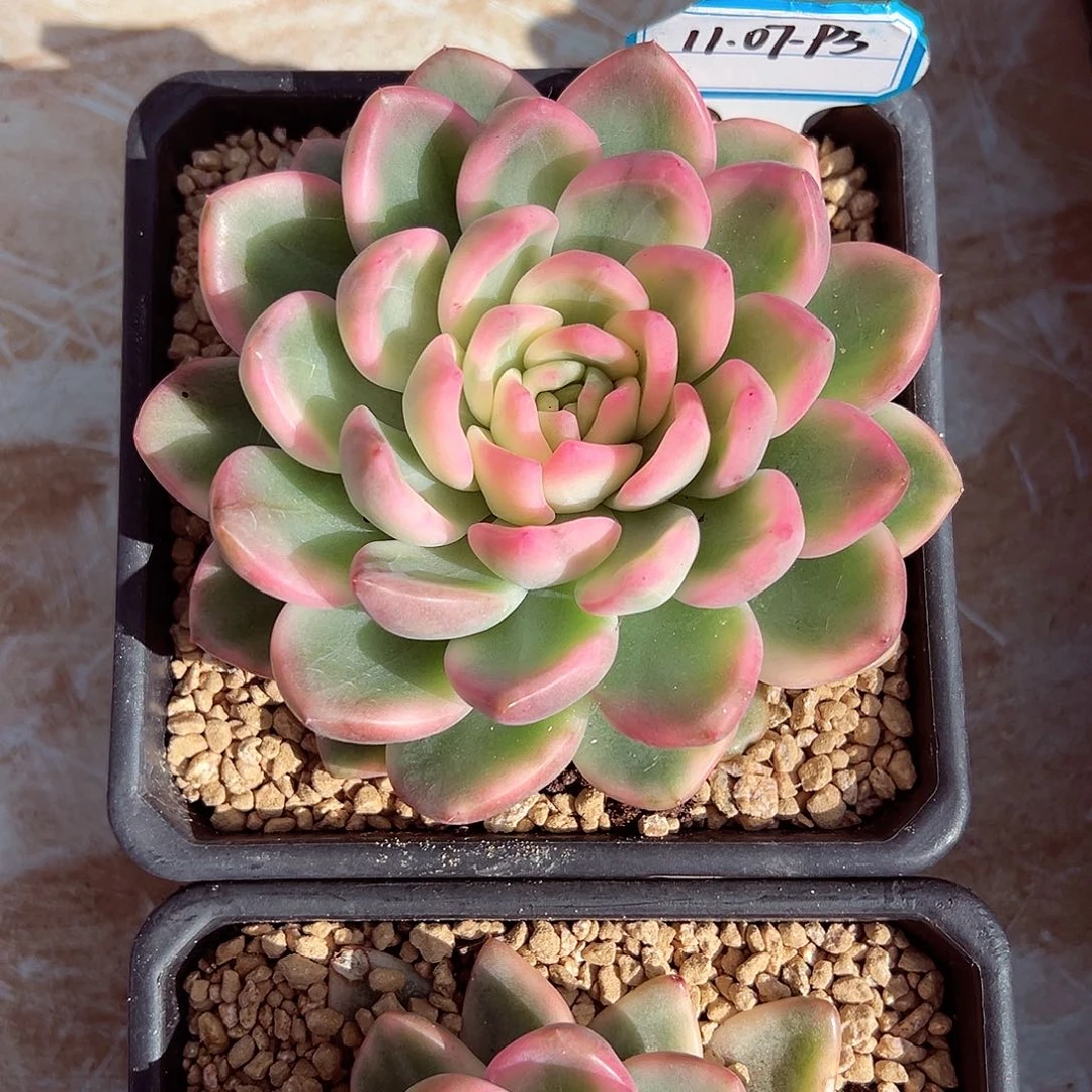 一***茶1107-93冰月亮锦。