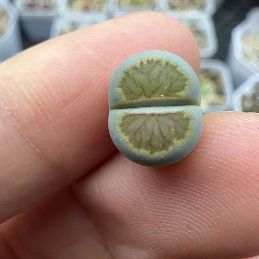 256 清框福利30包邮