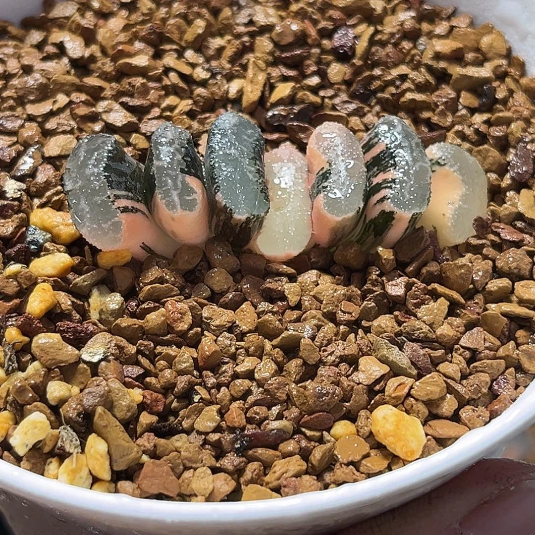 131浮躁玉扇锦福利