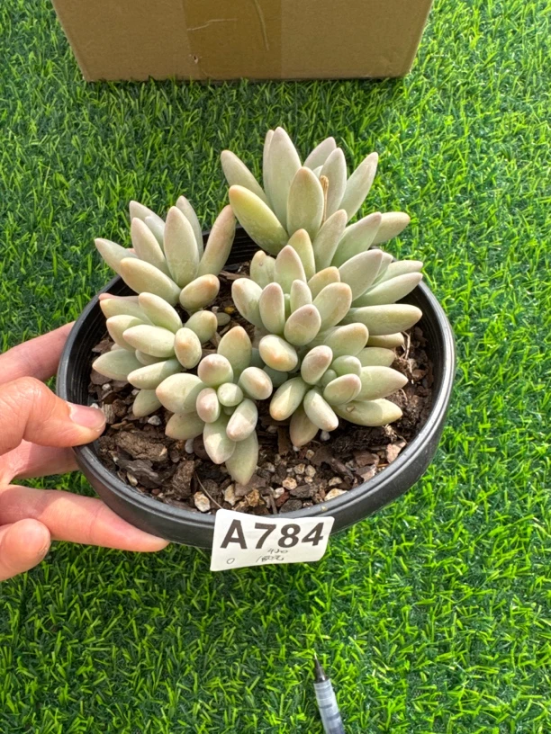 A784，橘梗，多肉植物一物一拍