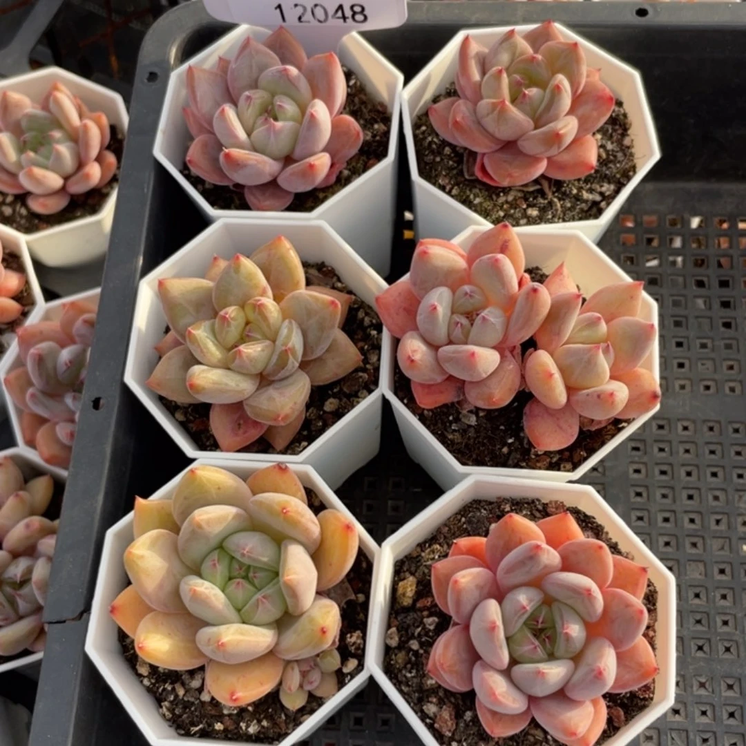 不包整散 盆子不售后12048