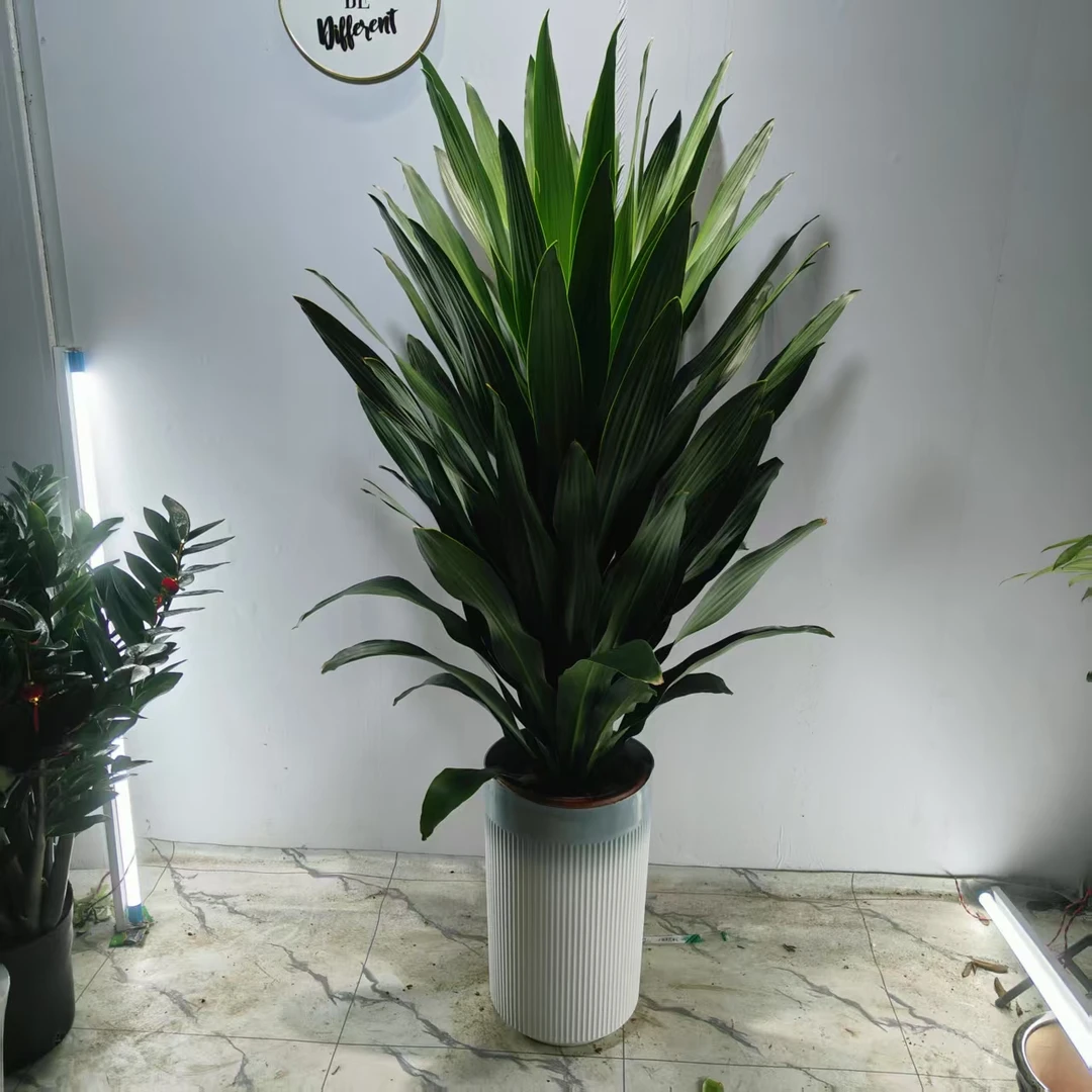 直播-大型室内耐寒绿植铁巴西铁盆栽吸甲醛净化空气好养活