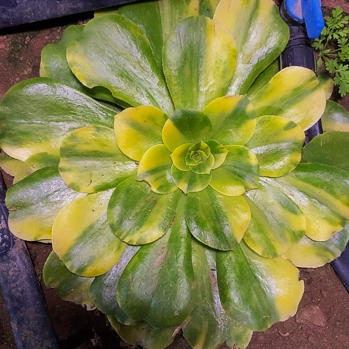 花脸八尺镜法师多肉