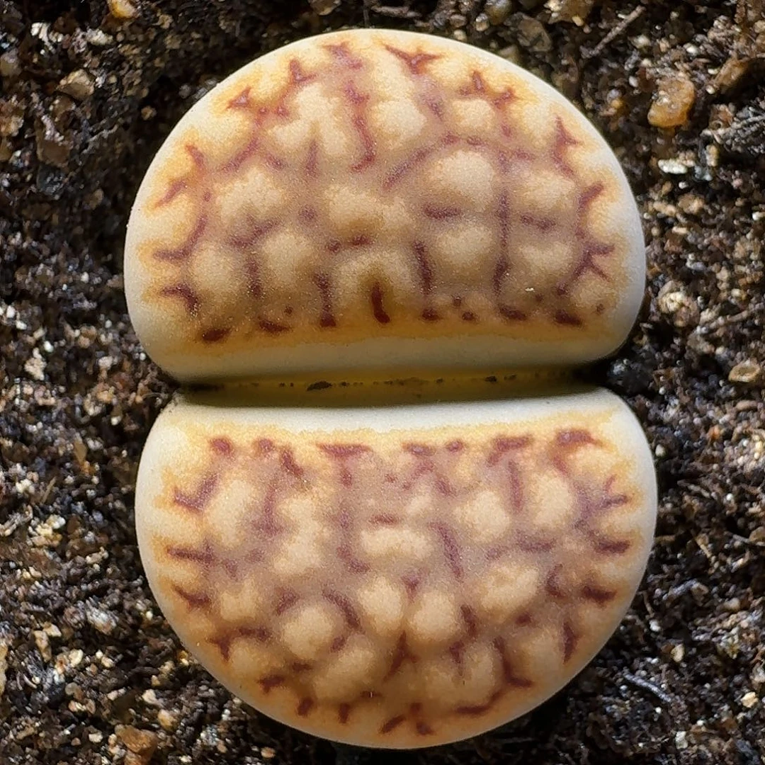 生石花111111。  253