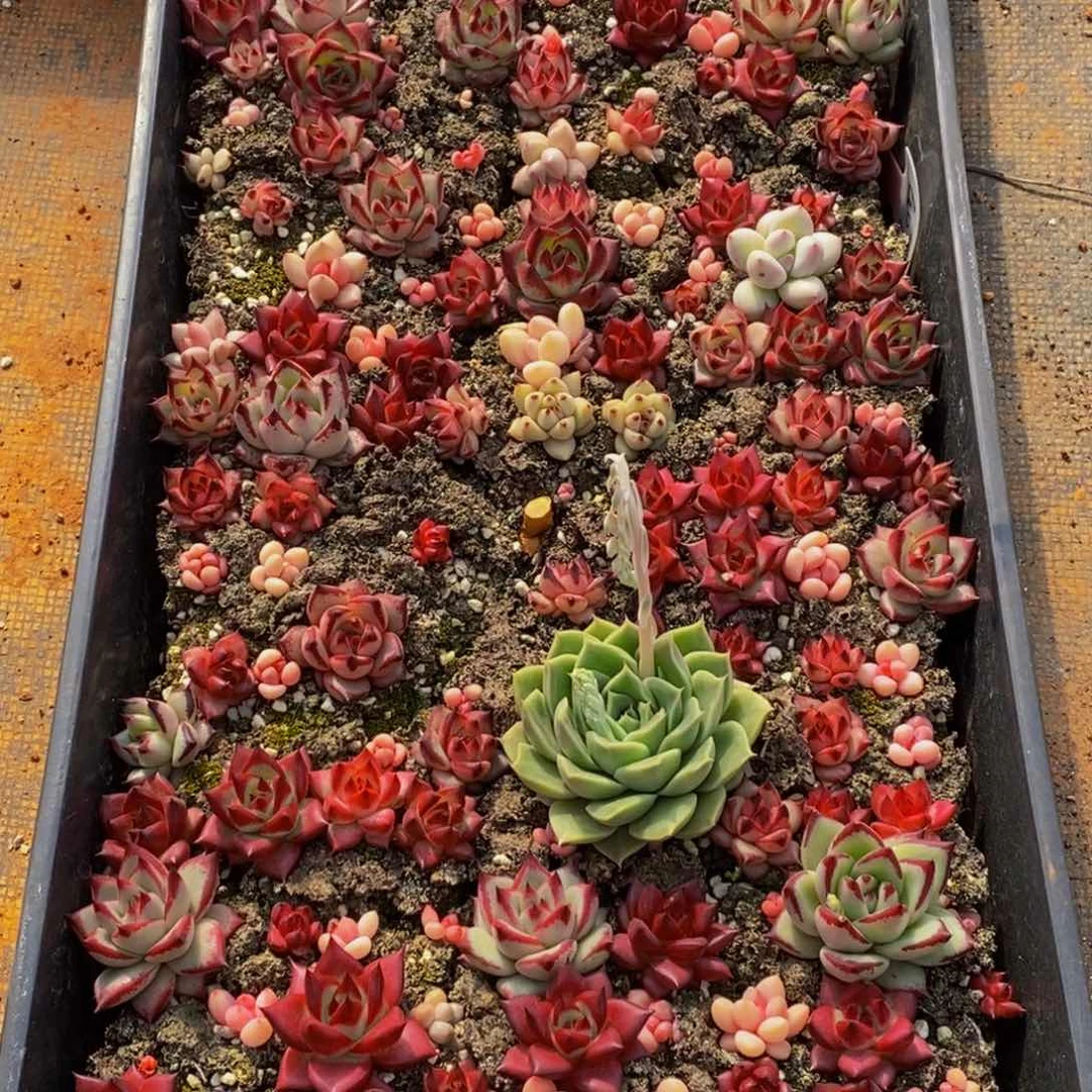 461多肉植物保护研究所所长