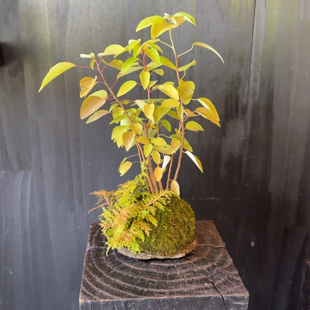 无花朵山野草日本鞍马石