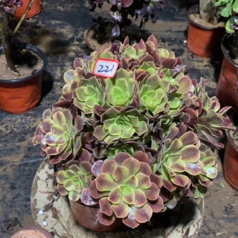 欧嘉莉捧花一物一拍