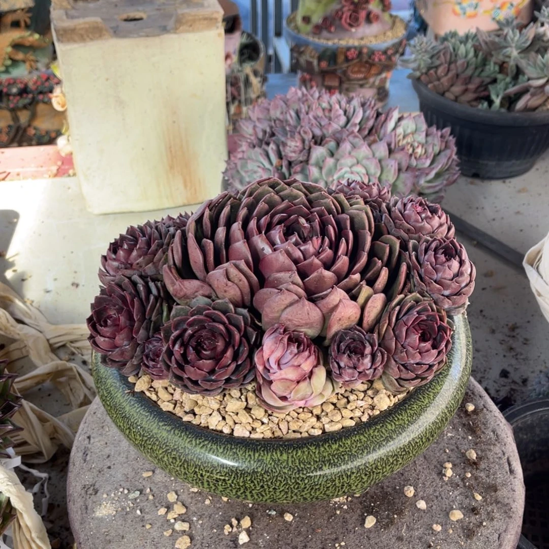 c***m多肉11111111111111111