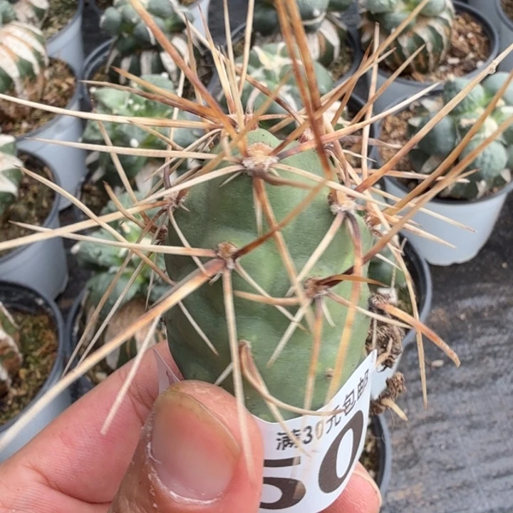 无花朵福利自根金狂刺习750