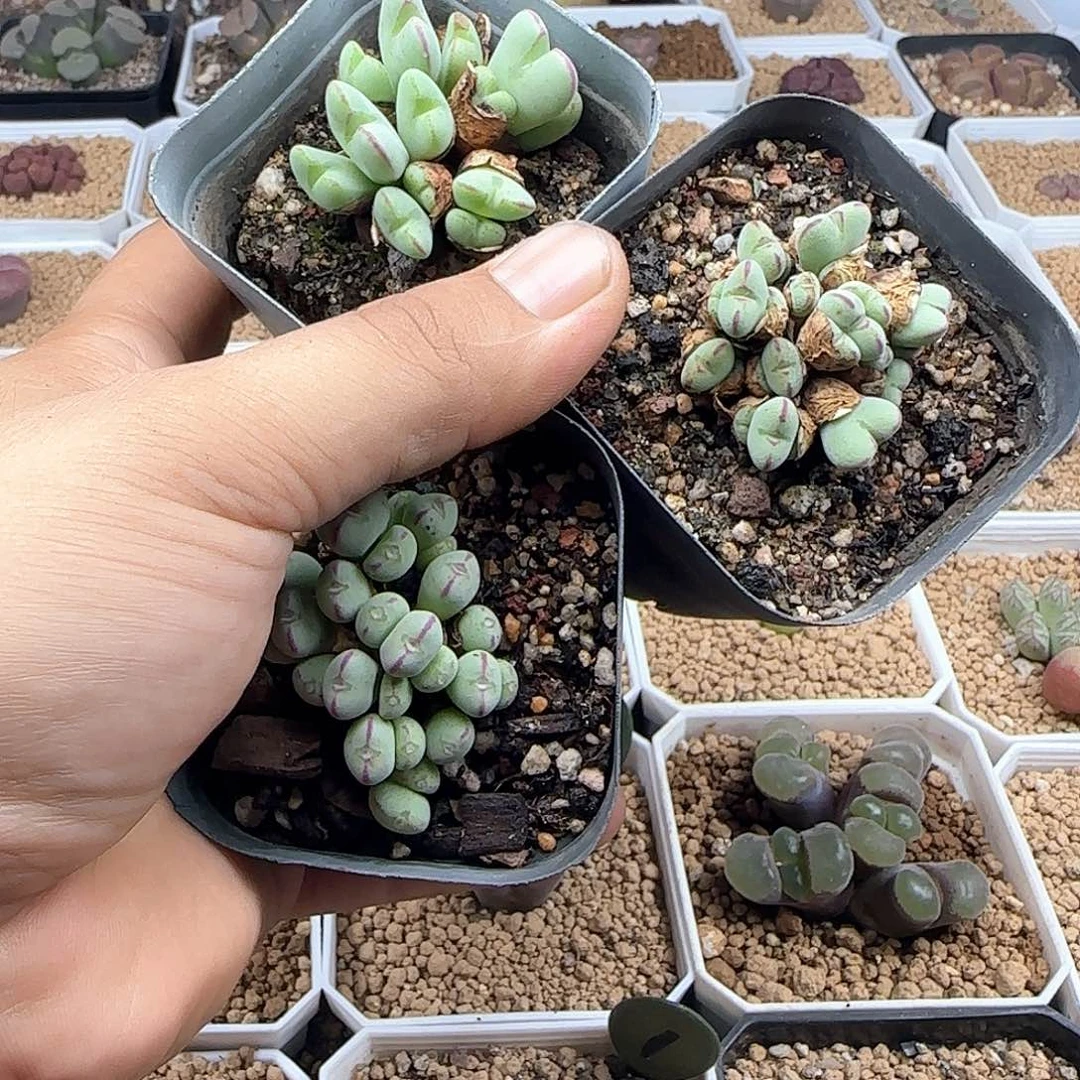 Ꭽ***月哈哈哈哈哈哈哈65764