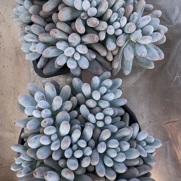 大叶汤圆多肉植物928