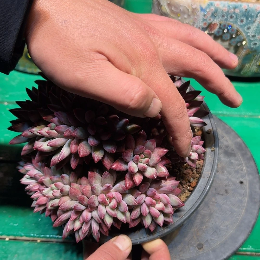 多肉植物多肉植物