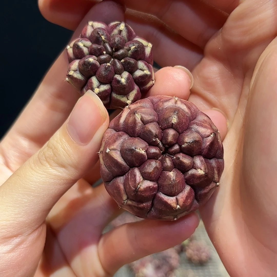 2个梦想侧芽无根福利
