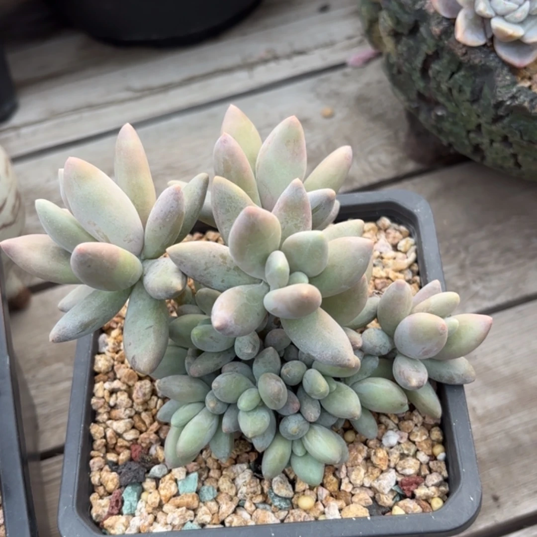 无花朵白兰地无砍自然群14头