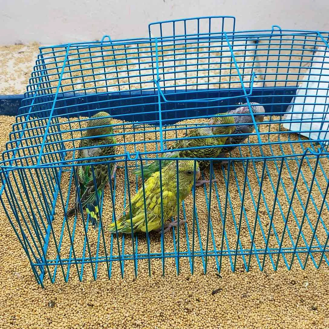 虎皮鹦鹉许***仔虎皮鹦鹉