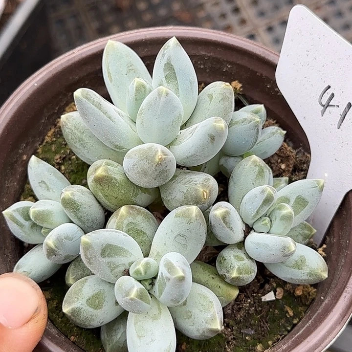 京美人惊鸿一物一拍包装收缩花旱