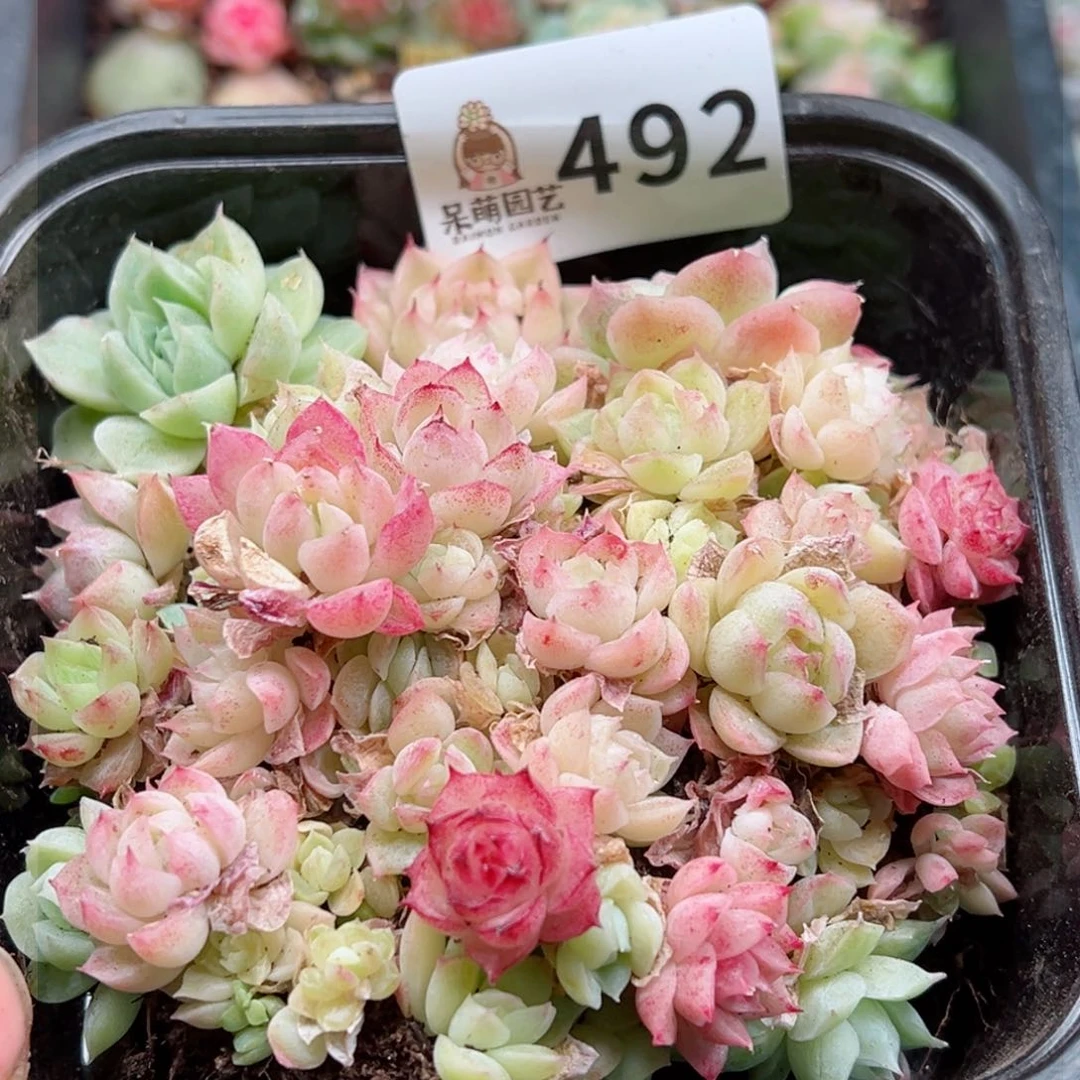 多肉植物多肉植物