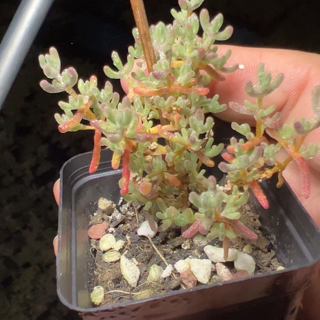 冰紫55杯老桩福利