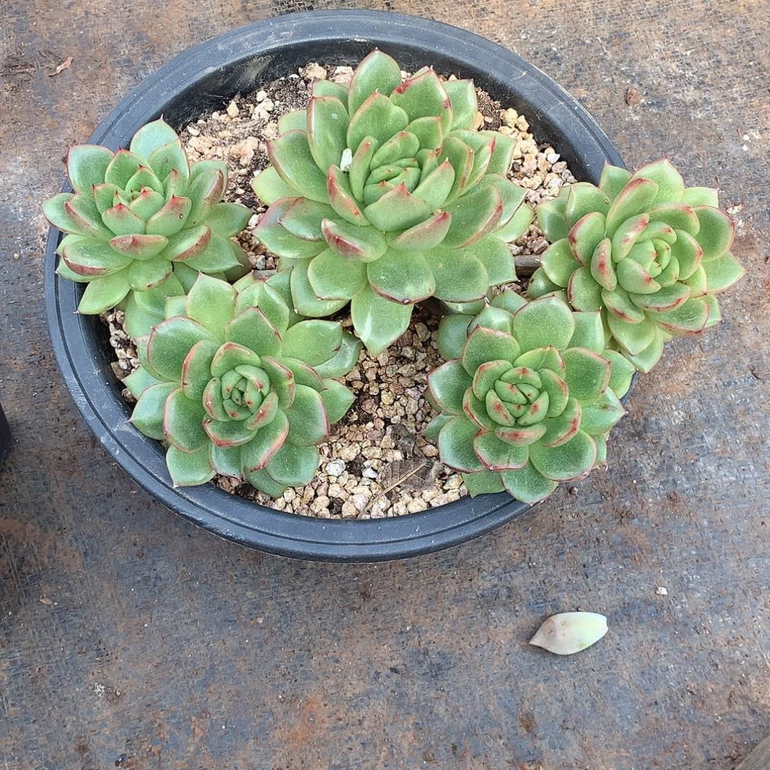 361冬云 一物一拍多肉