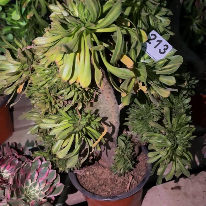 213夕颜多肉植物不售后中班