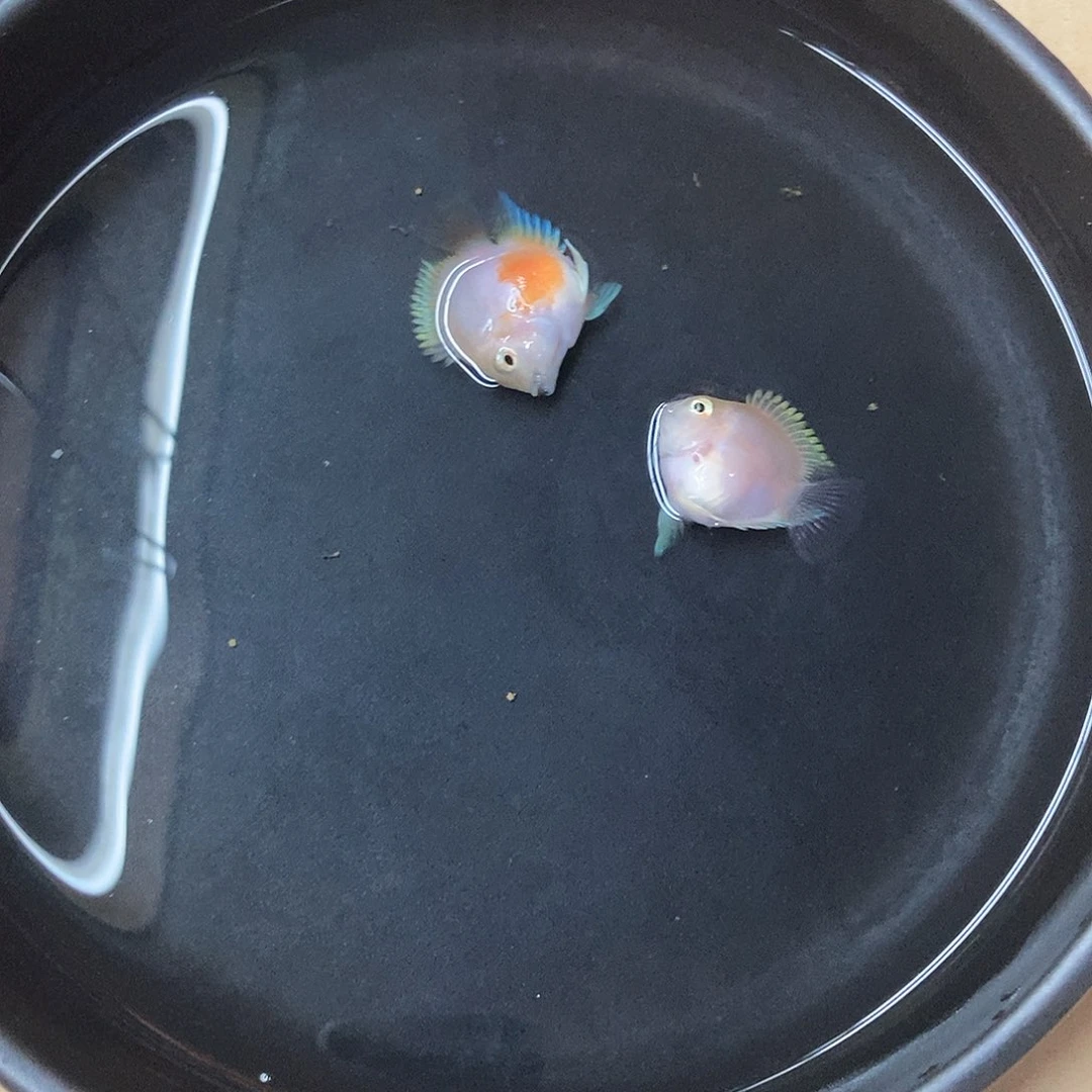 鹦鹉鱼胭脂粉桃心缩尾