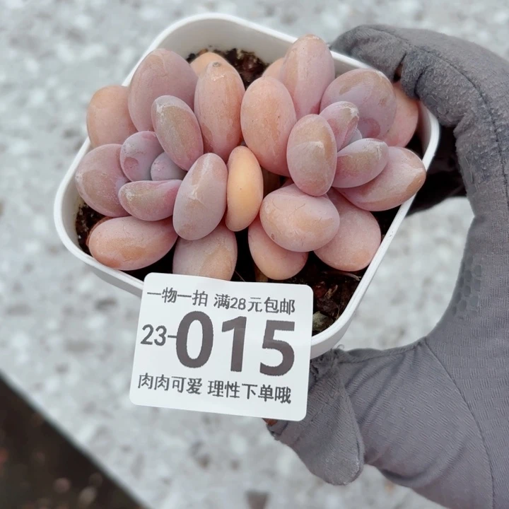 粉兔无盆土发货无盆土