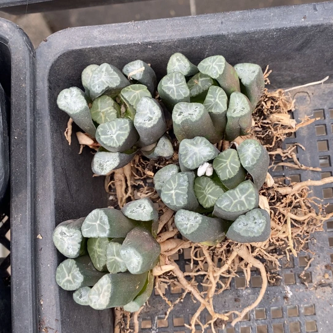 2733 一颗万象 超级福利