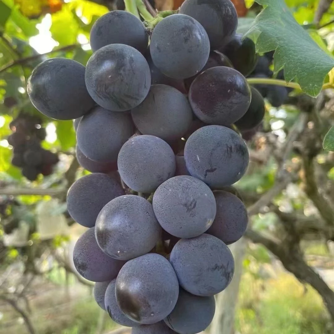 巨峰葡萄（原产地直供5斤带箱精品果）永康市区配送到家山东省