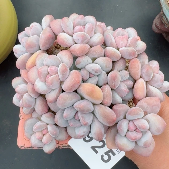 丸叶香水群生         精控精养多肉植物