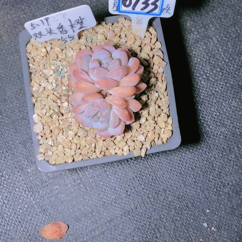 【闪购商品】米0733