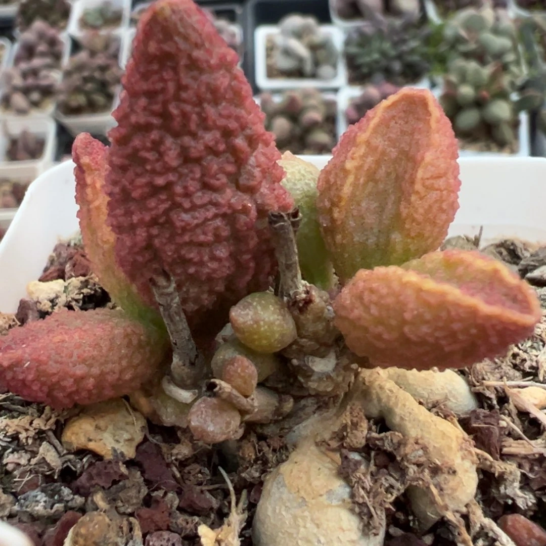 实生新品多头纯木质桩多肉植物